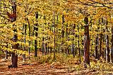 Autumn Woods_29886